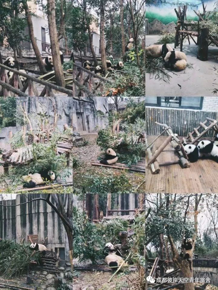 关于成都自驾游攻略的书,成都旅行全攻略3-4天自由行