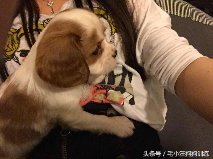 骑士查理小猎犬优缺点,养骑士查理王猎犬是什么样的体验