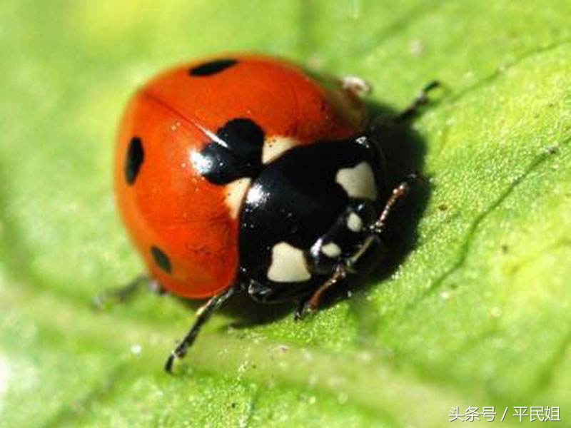 草莓蓟马蚜虫红蜘蛛危害图片,草莓蚜虫怎么治最简单的方法