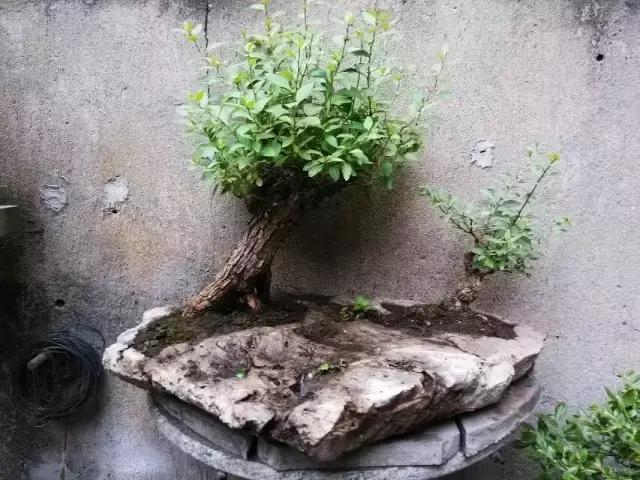 山宗山先生枸杞精品养护心得