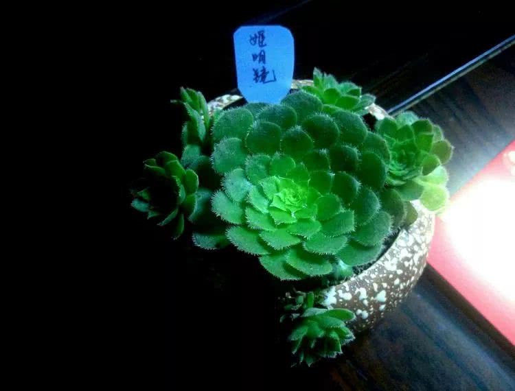 做足了功课养多肉,不用操心就能养好的多肉