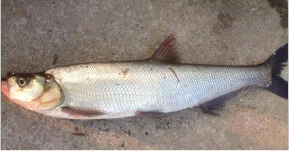 淡水路亚对象鱼用什么鱼,北方淡水路亚对象鱼开口时间