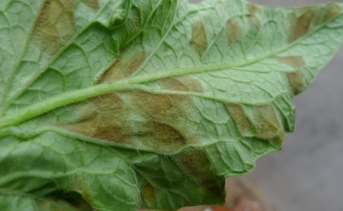 多抗霉素治疗番茄叶霉病吗,番茄叶霉病是真菌还是细菌