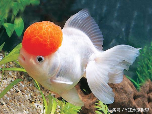 金鱼怎么才能看出水质好坏,观赏金鱼对水质有要求吗