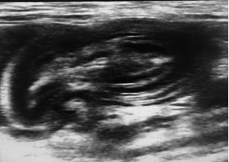 犬猫呕吐的鉴别诊断,犬猫呕吐的诊断和治疗