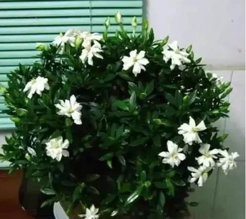 家养绿植花卉施什么肥,花卉绿植养殖方法测评