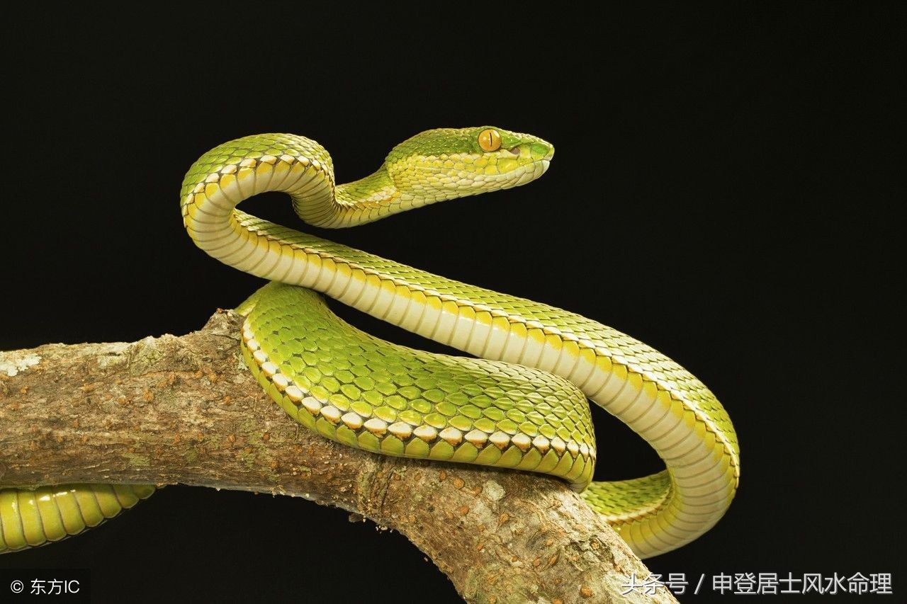 属蛇能和属蛇结婚吗,属蛇和属蛇的会结婚吗