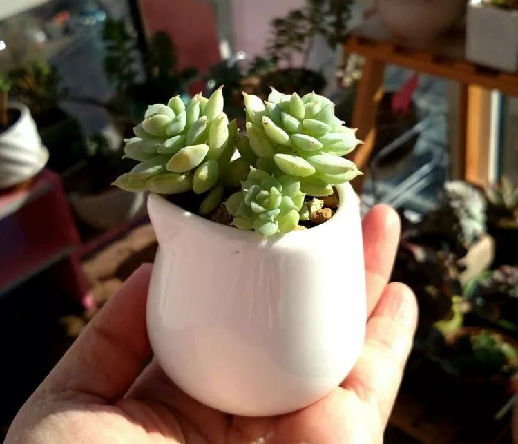 做足了功课养多肉,不用操心就能养好的多肉