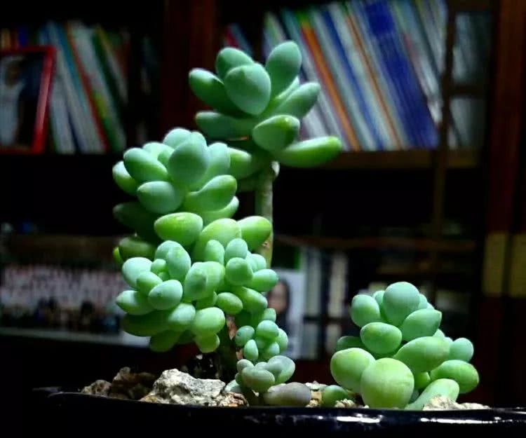 做足了功课养多肉,不用操心就能养好的多肉