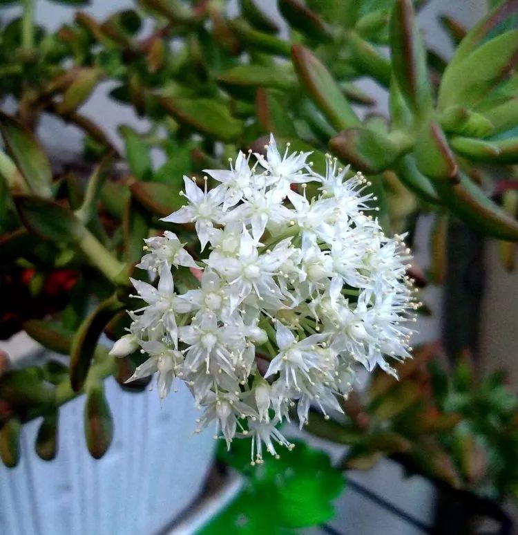 做足了功课养多肉,不用操心就能养好的多肉