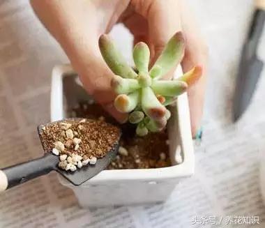 铁树的根全部烂了还能救活吗,发财树根烂了怎么救活有效