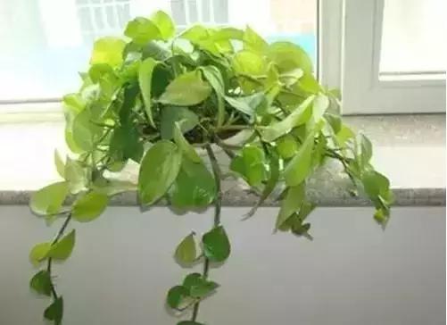 家养绿植花卉施什么肥,花卉绿植养殖方法测评