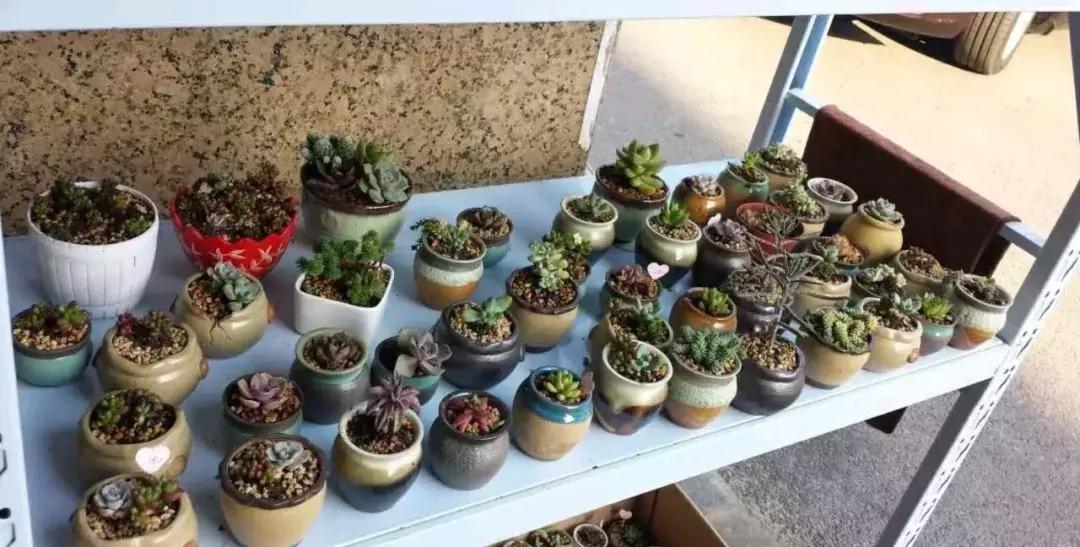 燕窝的推荐卖点,燕窝推荐品牌老人吃