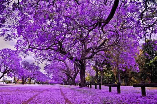 澳洲签证体检后多久签证可以获批,澳洲820签证转801签证需要多久