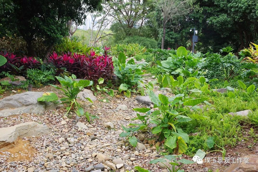 2019年香蜜湖公园,最新香蜜公园视频