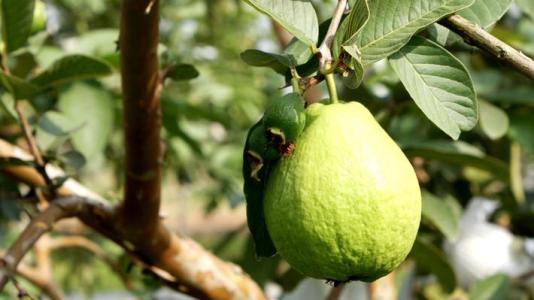 芭乐番石榴种植园转让,增城红心芭乐种植基地