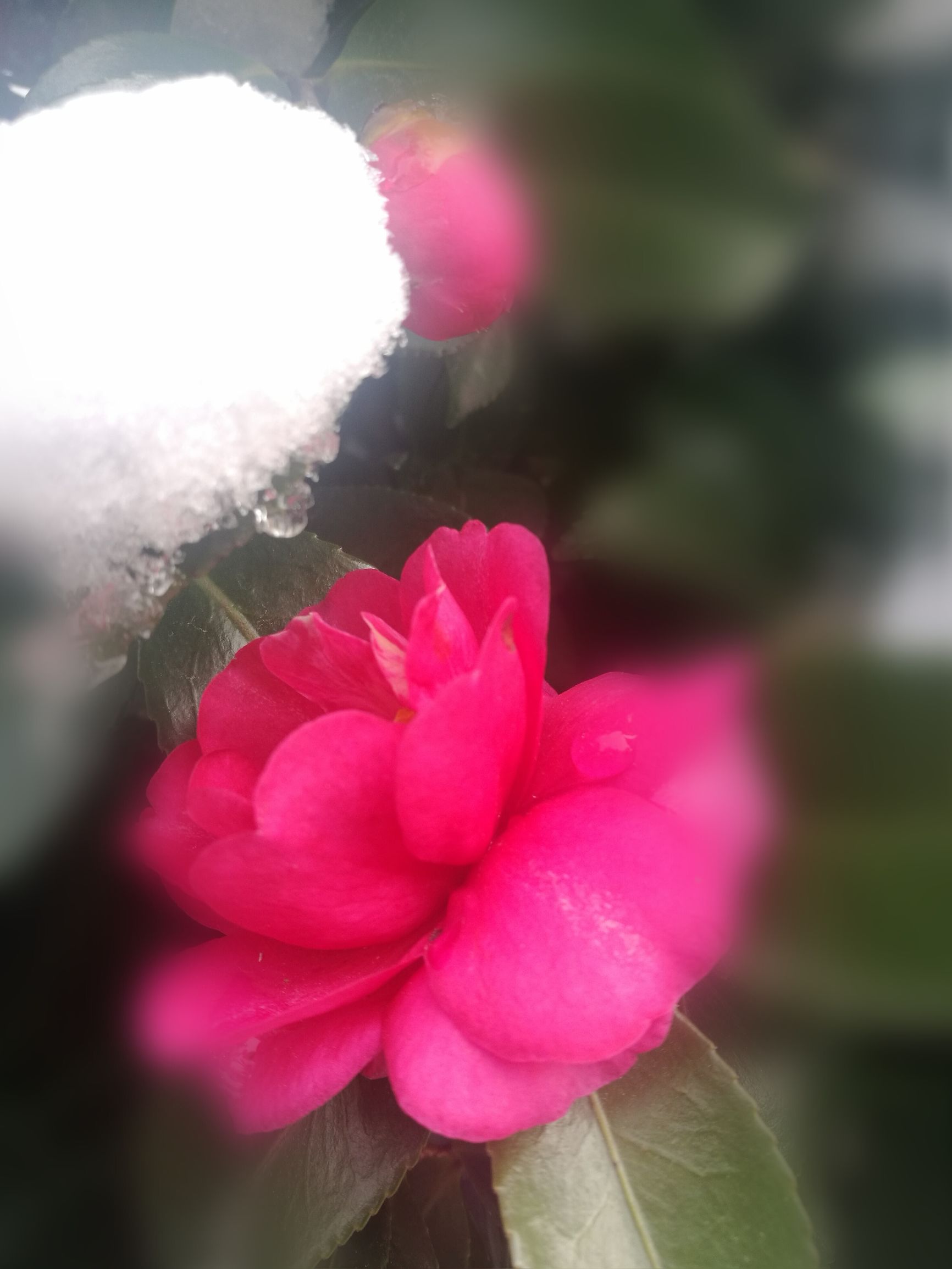 春雪唐韩愈古诗拼音朗读,春雪唐韩愈古诗书法