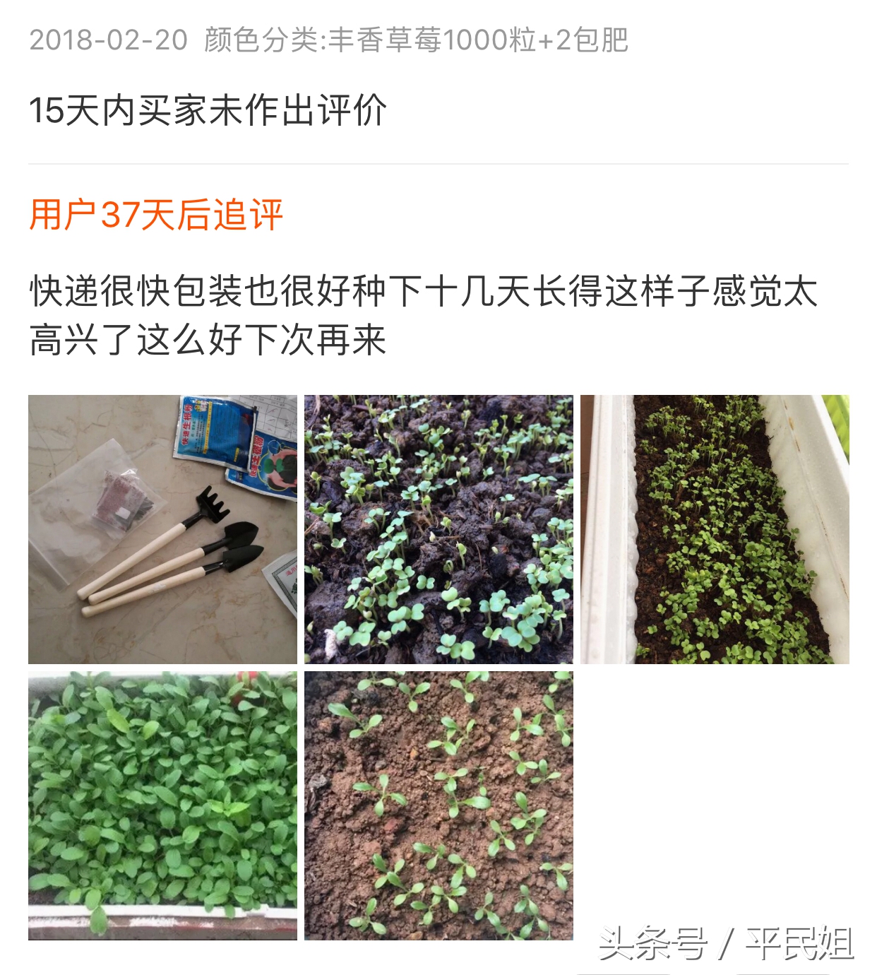 平民姐阳台种草莓,39假种子坑人种下草莓收获杂草你中招了吗