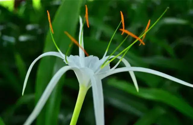 100种常年开花的植物,适合在家一年四季开花的植物