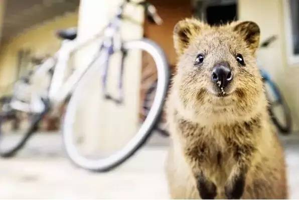 澳洲签证体检后多久签证可以获批,澳洲820签证转801签证需要多久