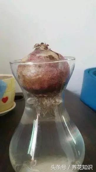 铁树的根全部烂了还能救活吗,发财树根烂了怎么救活有效