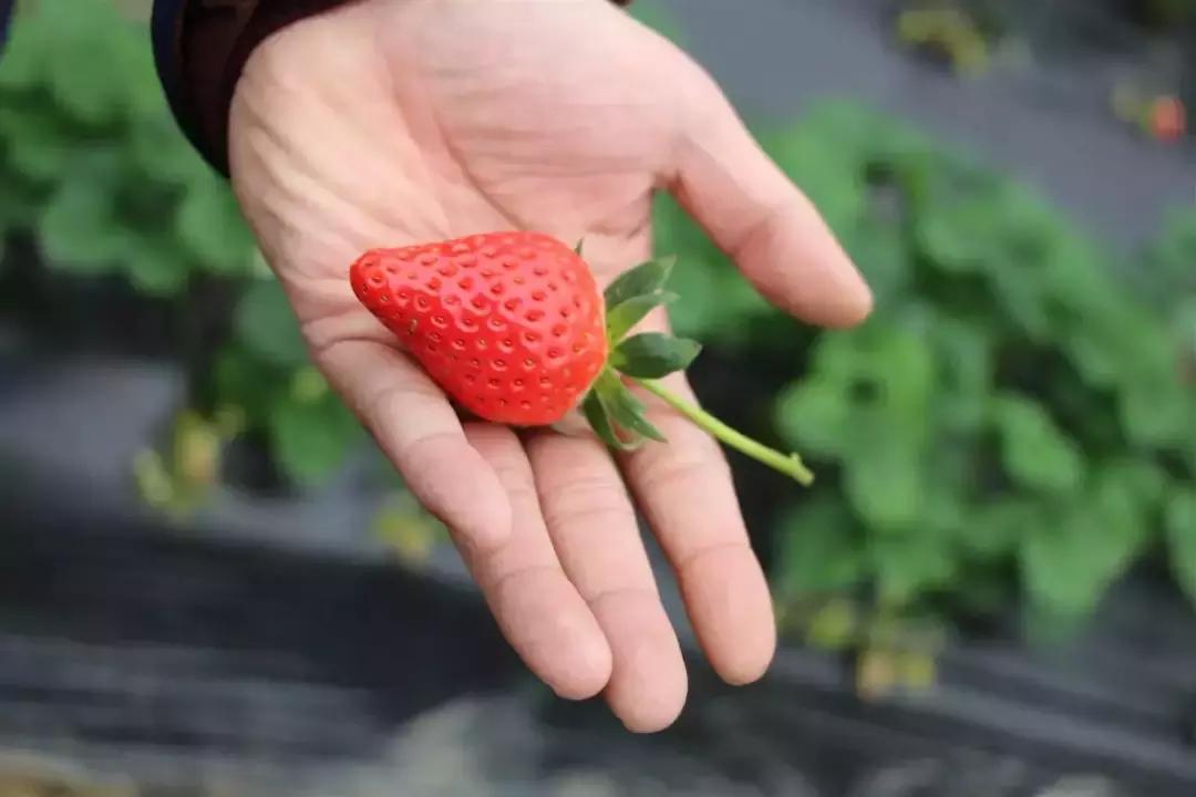 武汉比较靠谱的摘草莓基地,武汉市黄陂区摘草莓地方