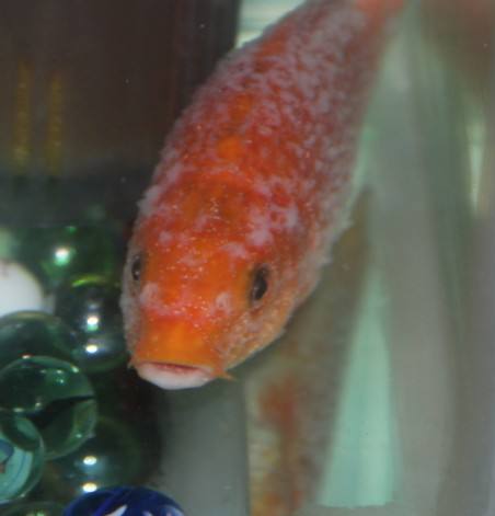 锦鲤白点病一招解决,锦鲤白点病最好治疗方法