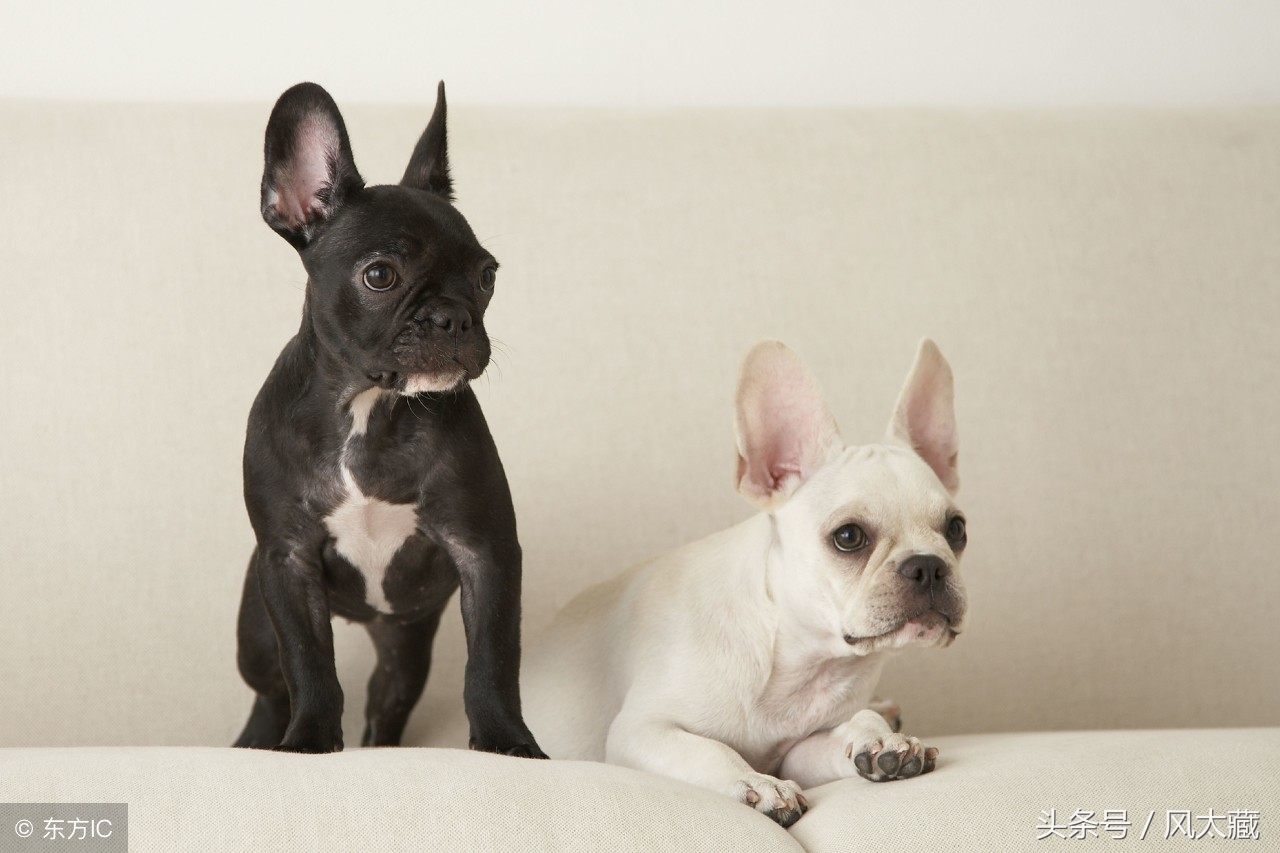 瀹犵墿鐙楃殑绻佽鏂规硶,瀹犵墿鐘厤绉嶆妧鏈拰娉ㄦ剰浜嬮」