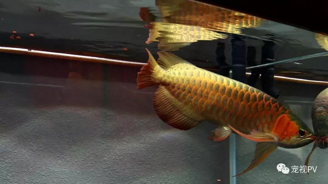 驯龙怎么让龙饿得快,如何让龙鱼改口吃饲料