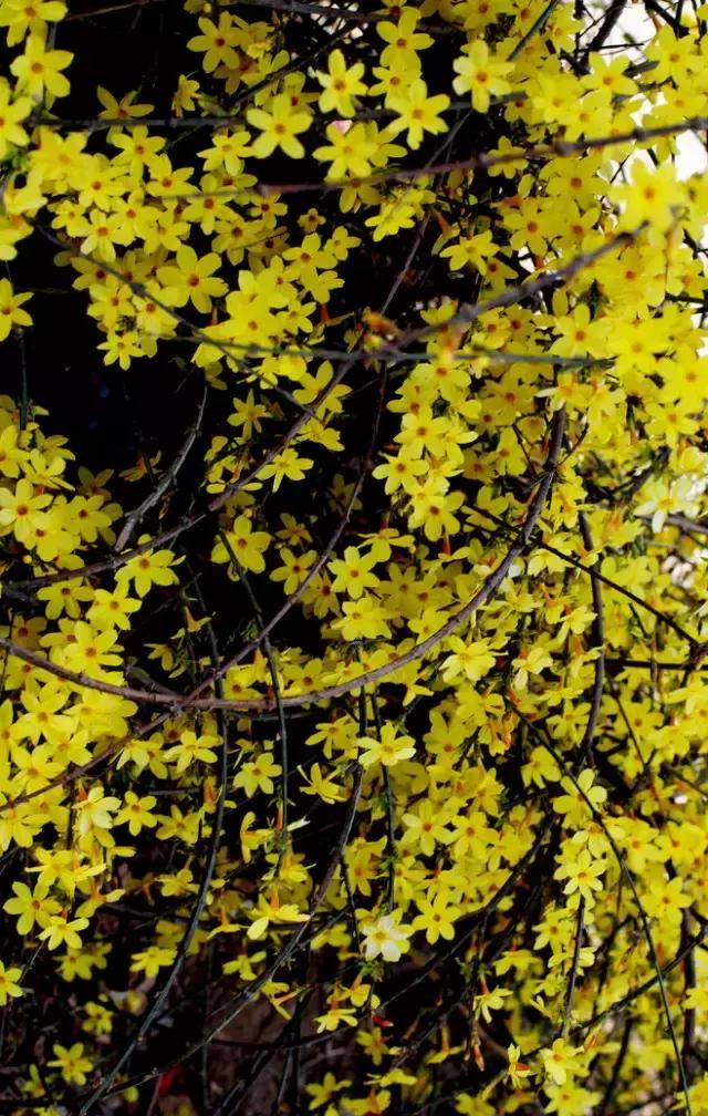 100种常年开花的植物,适合在家一年四季开花的植物