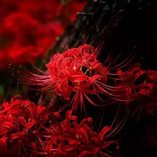 100种常年开花的植物,适合在家一年四季开花的植物