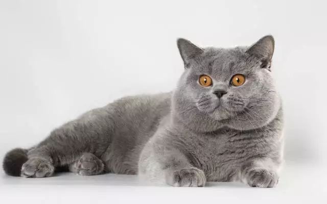 三种颜色的猫是什么品种,怎么区分猫的品种