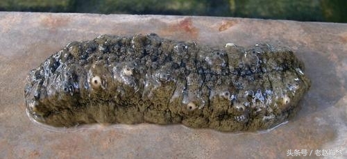 底播海参和养殖海参的区别,海参有多种哪种海参最好