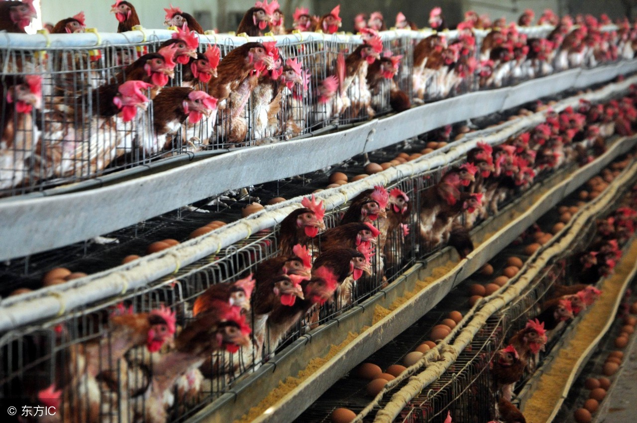 蛋鸡脱肛下软壳蛋怎么治疗,下蛋鸡脱肛有炎症怎么治疗