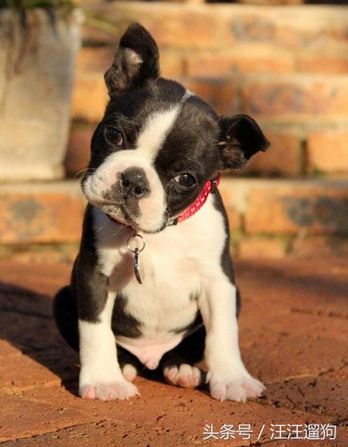 每日一狗二哈最新视频,每日一狗二哈全集