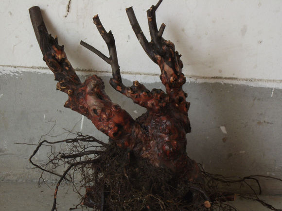 乌饭盆景冬天落叶吗,乌饭树盆景什么时候开花结果