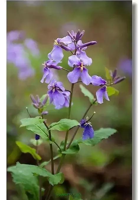 100种常年开花的植物,适合在家一年四季开花的植物