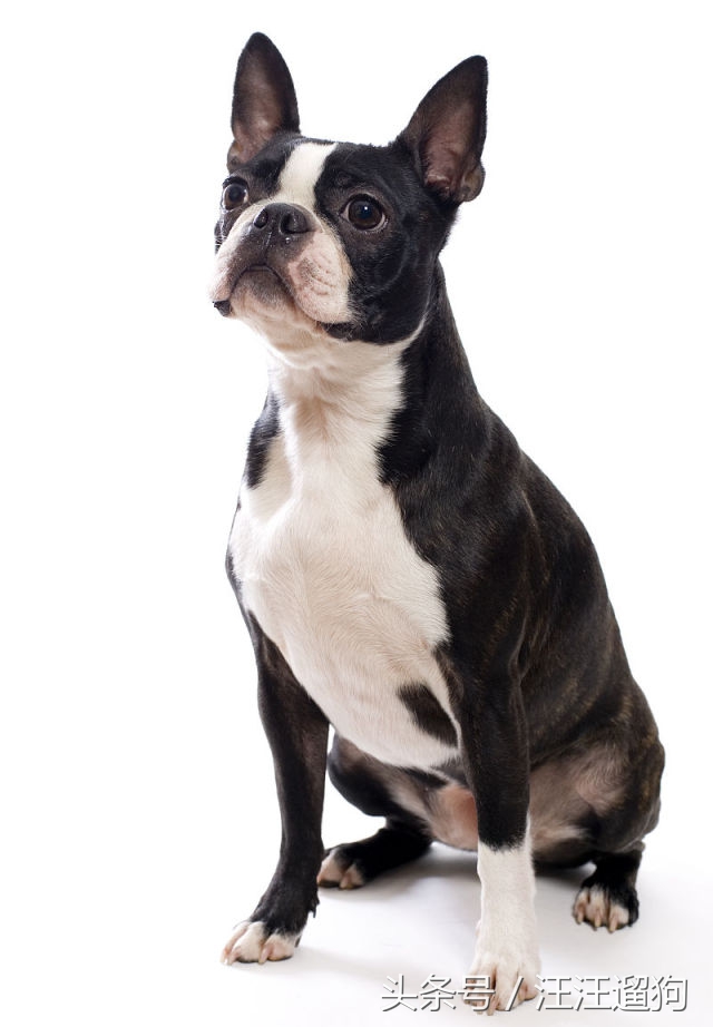 每日一狗二哈最新视频,每日一狗二哈全集