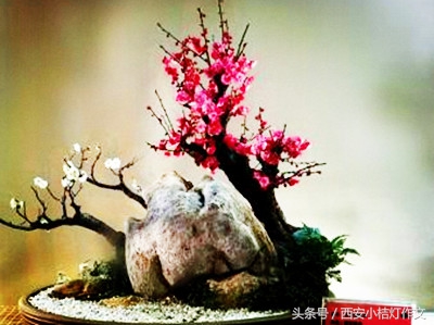 与春节有关的作文,跟春节有关的作文300字