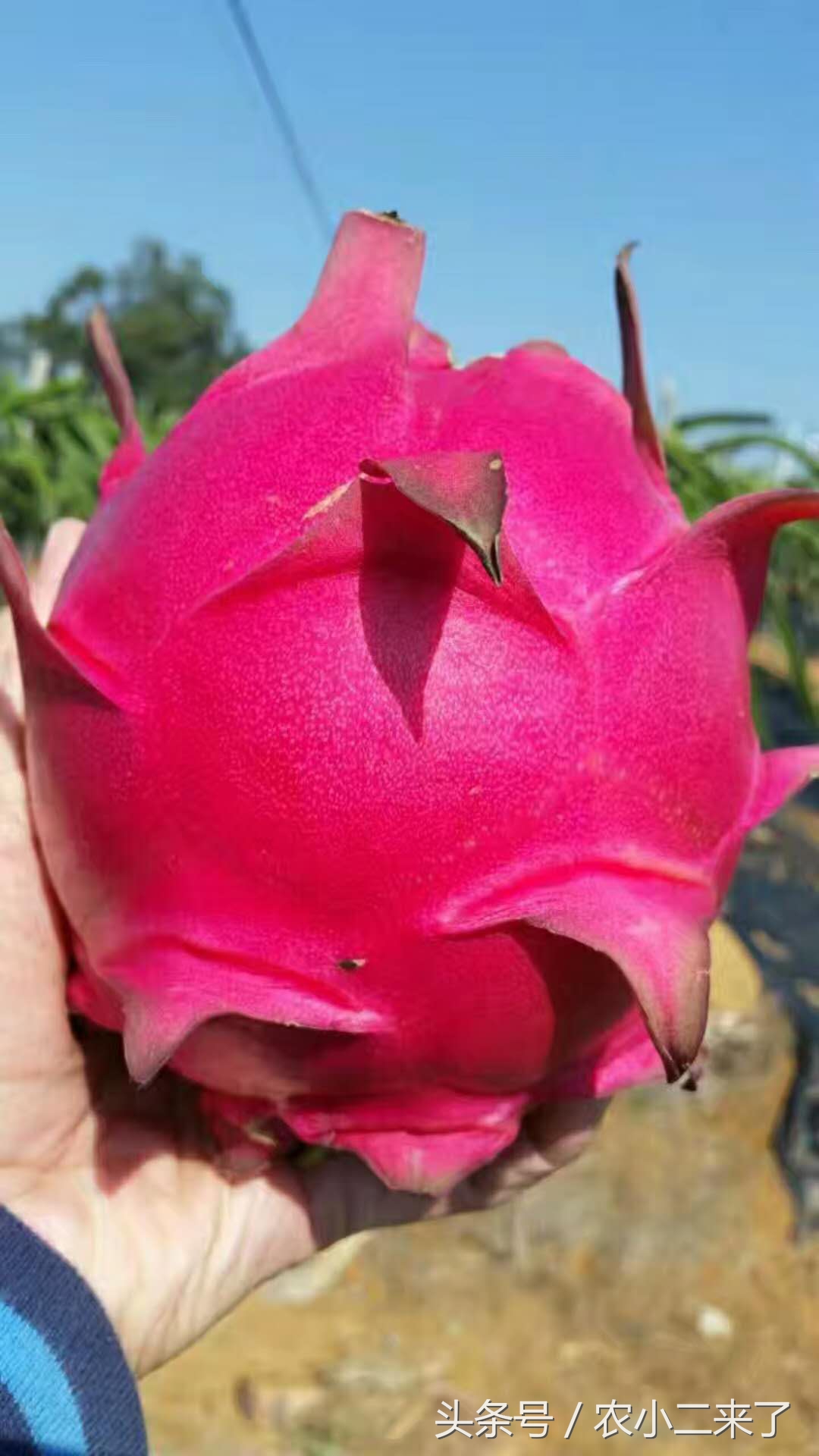 火龙果用钛微肥果实膨大,火龙果增糖吗