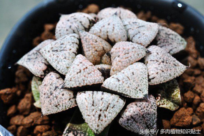 多肉玩家排行榜前十名,多肉植物种类大百科