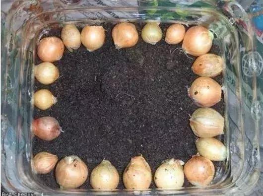 谁还买菜啊,空油桶剪两刀,蔬菜多到吃不完!