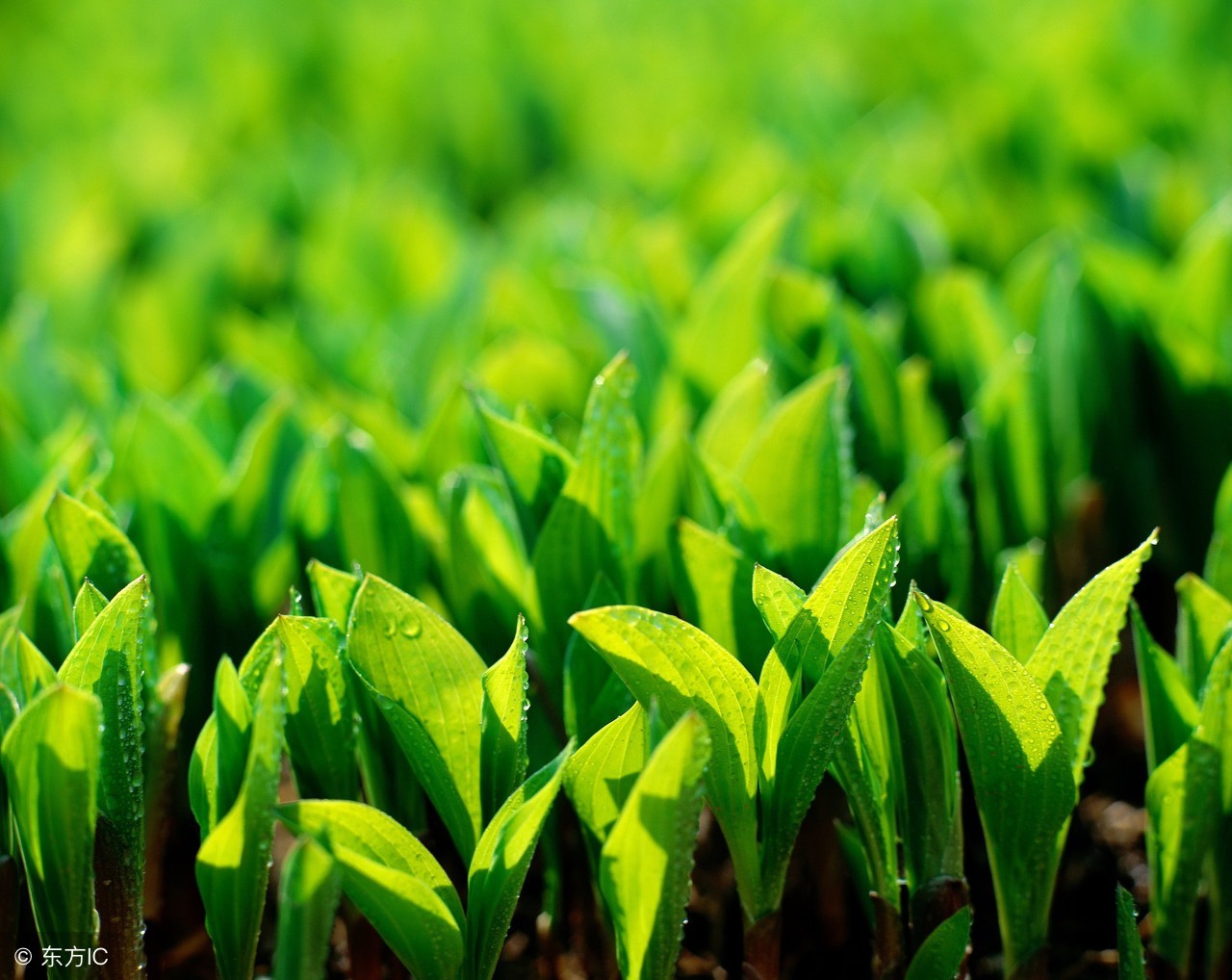 春耕育苗技术视频教程,种植技术催芽