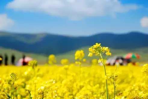 中国十大最美油菜花前十位,中国最美十大油菜花田排名