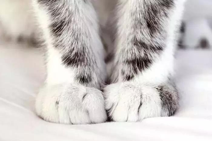 猫咪的肉垫可以萌到什么程度,猫咪的小肉垫起什么作用