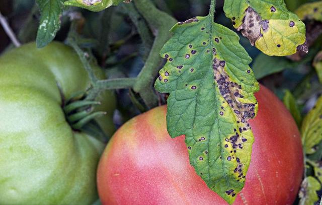 西红柿果实病害图谱大全及病名字,西红柿常见27种病害图片
