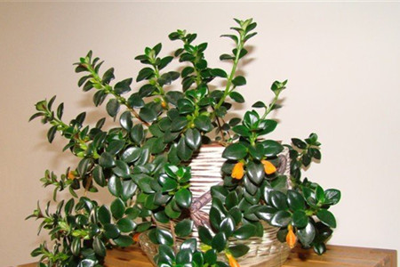 金鱼吊兰花的养殖方法,金鱼吊兰的养殖技巧