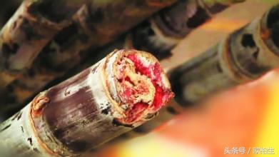 吃了霉变的甘蔗会怎么样,霉变甘蔗有毒不能吃图片