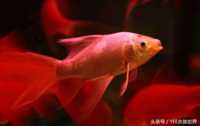 家庭养鱼有没有硝化细菌,硝化细菌为什么不能养鱼