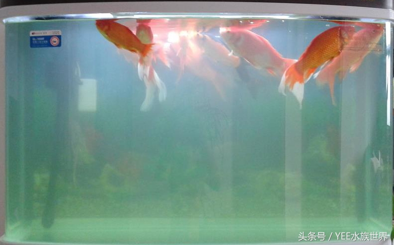 家庭养鱼有没有硝化细菌,硝化细菌为什么不能养鱼